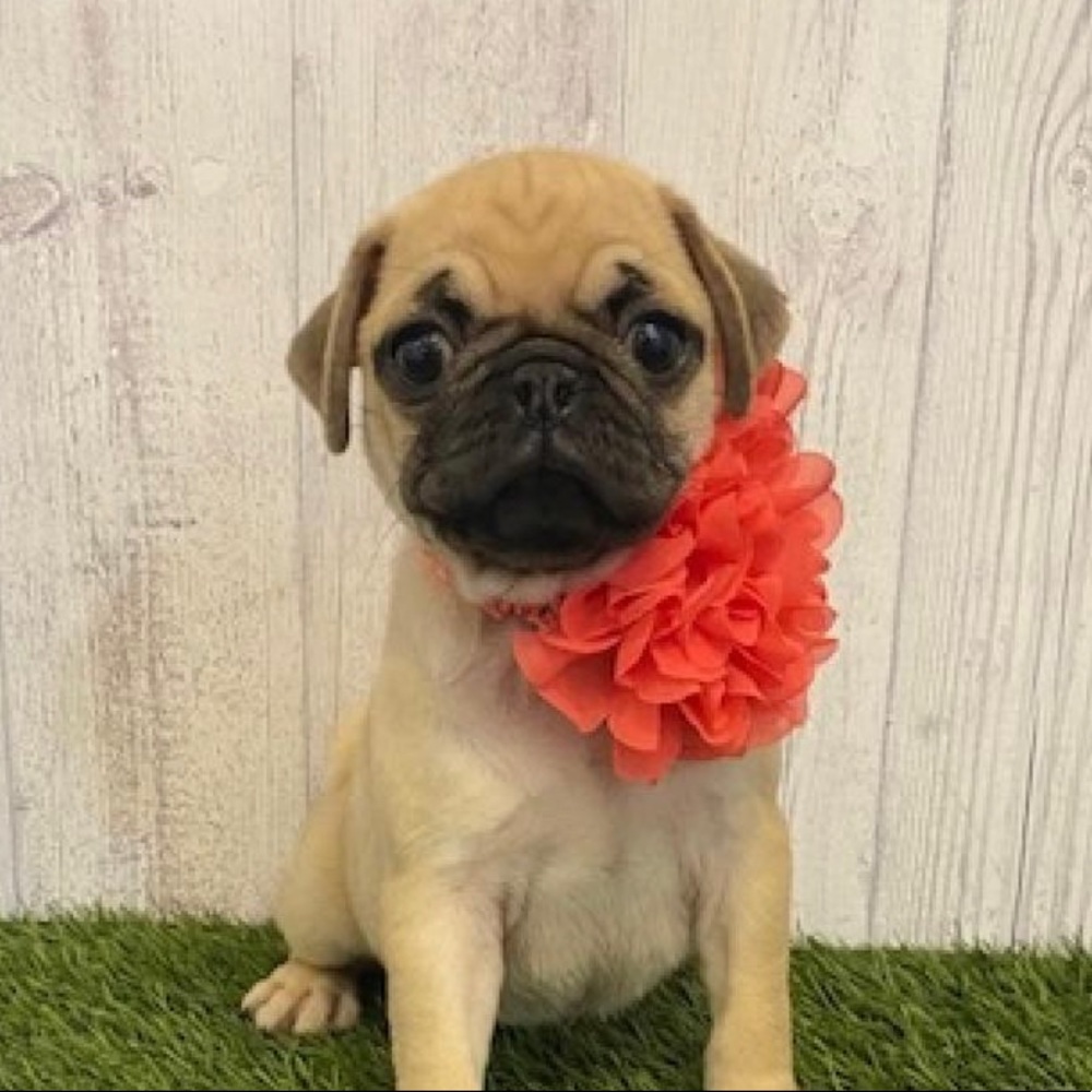 Meet your Posher, Karina